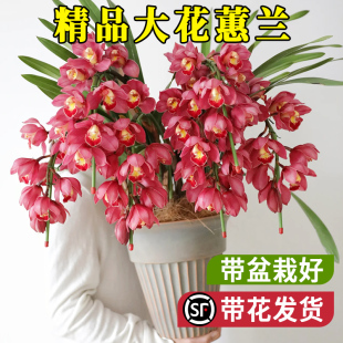 大花蕙兰花盆栽带花苞花剑新年宵花卉惠兰墨兰春节过年送礼绿植物