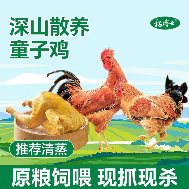 杨博士童子鸡皖南散养土鸡小公鸡新鲜现杀整祇鸡生鲜鸡肉食材