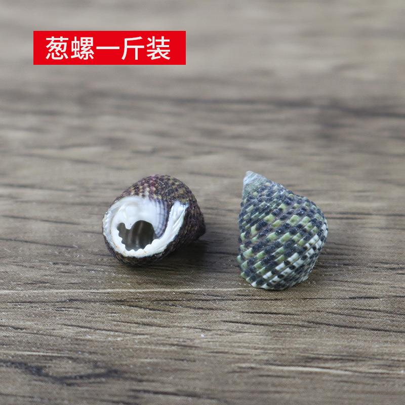 天然海螺壳葱螺d葱螺品iy工艺配小件微景观材料漂流瓶贝装饰一斤