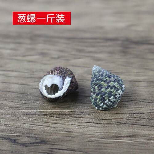 天然海螺壳葱螺d葱螺品iy工艺配小件微景观材料漂流瓶贝装饰一斤