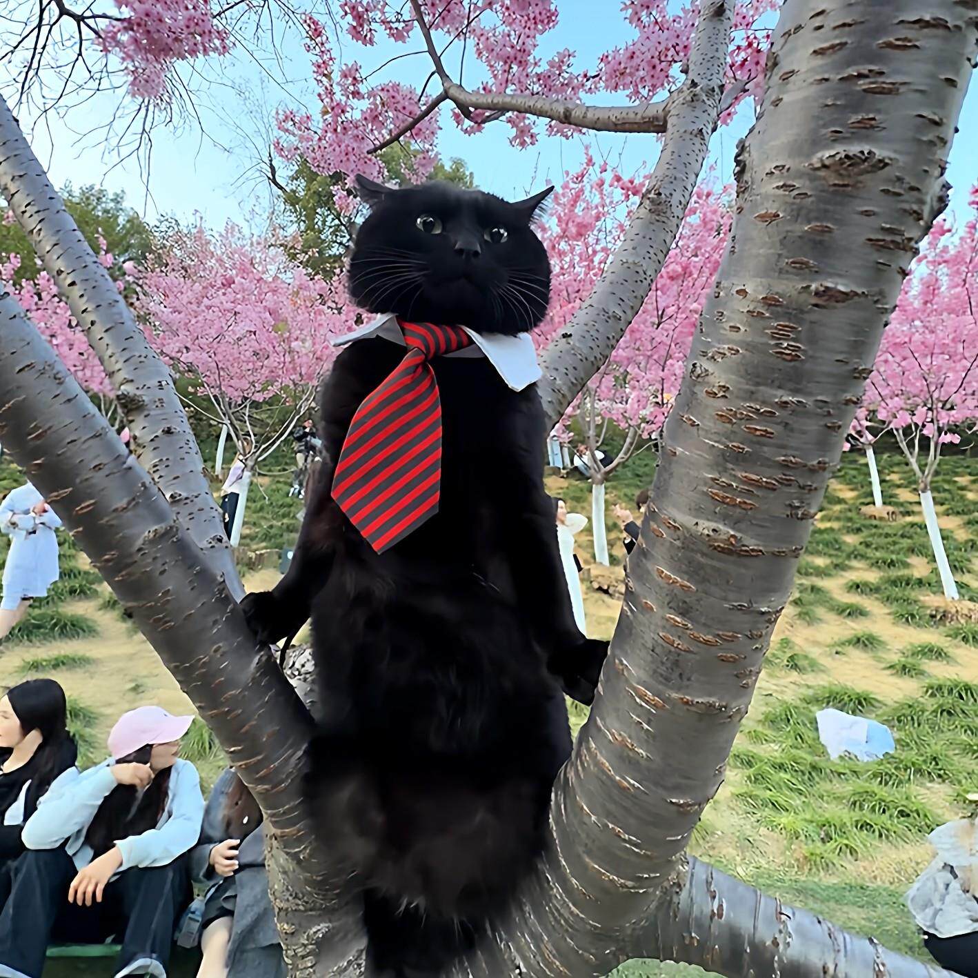 【绅士小猫咪】英伦风领带猫咪小配饰口水巾宠物衣服春游拍照道具