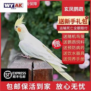 鹦鹉公母一对玄凤会学说话手养宠物黄化玄凤可繁殖鸟活物活鸟