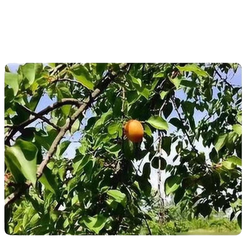 硫酸铜溶液杀菌剂农用果树配波尔多液晶体泳池灭藻除鱼塘水产养殖