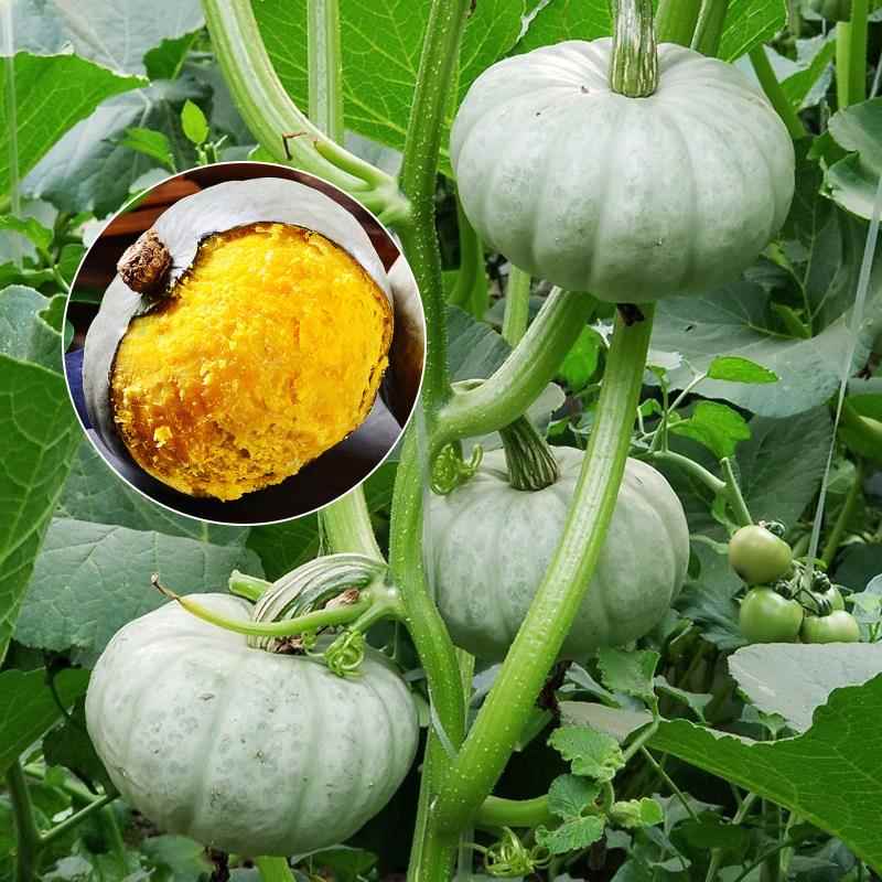 新疆白皮银栗南瓜种籽银板栗香粉南瓜种子板栗味香甜粉糯蔬菜四季