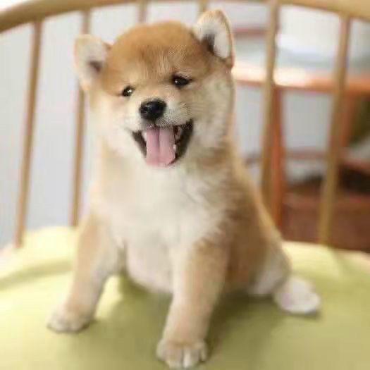 柴犬幼犬小狗活泼黑色家养宠物狗看家狗狗学生版可爱黑柴活物网红