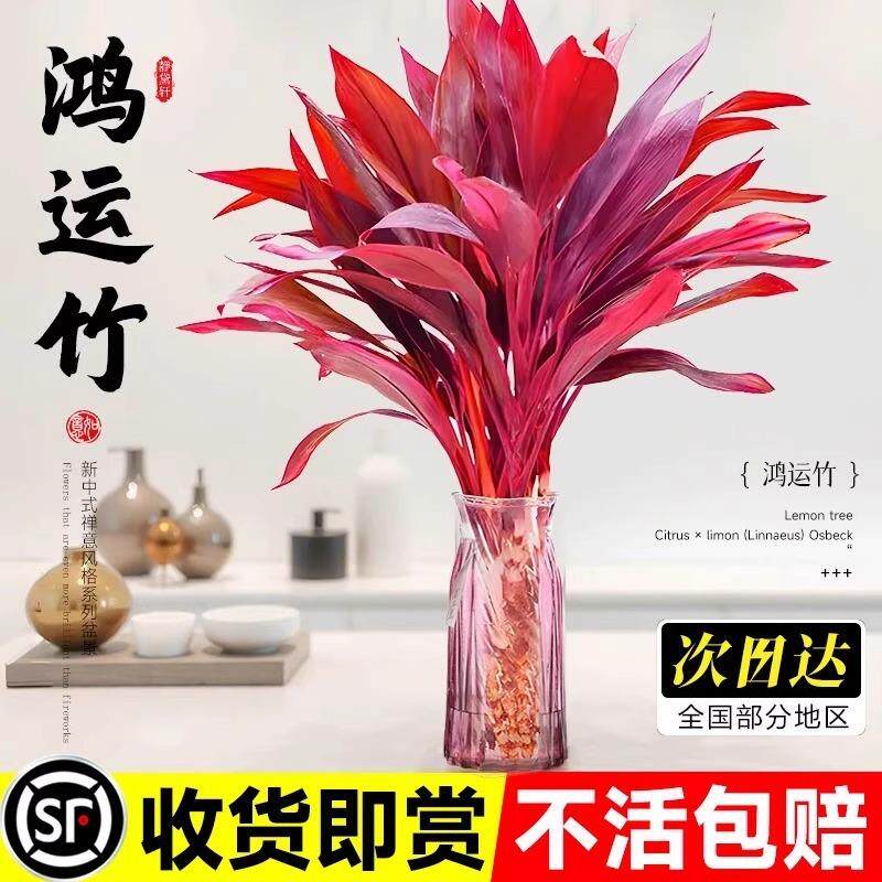 紫竹鸿运竹富贵竹盆栽室内水养植物客厅绿植办公桌面水培白掌绿萝