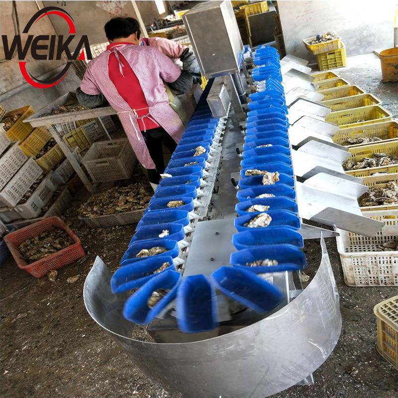 海蛎子专用分级机不锈钢材质防水使用非标定制乳山生蚝分选机