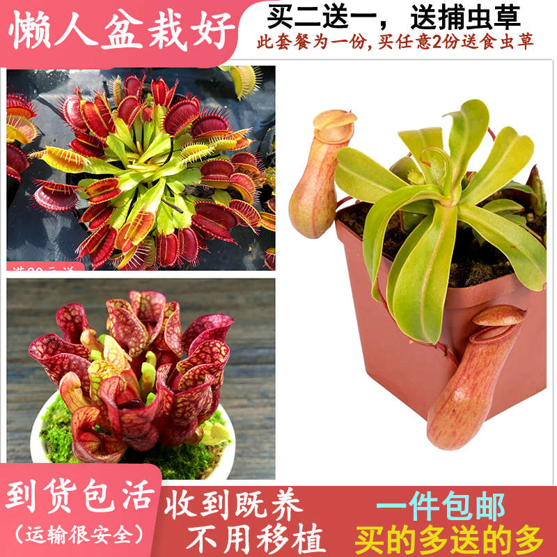 套餐瓶子草猪笼草捕蝇草食虫植物食虫草驱蚊草