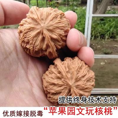 嫁接四座楼文玩核桃树苗苹果园狮子头麻核桃苗盆栽地栽南北方种植