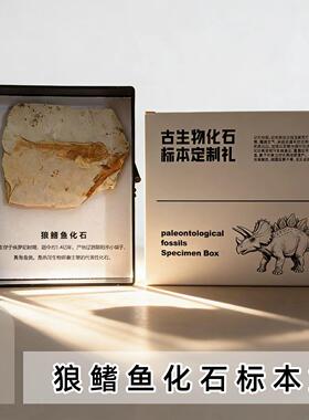 天然辽西侏罗纪狼鳍鱼化石标本盒无描画儿童科普收藏礼物简约摆件