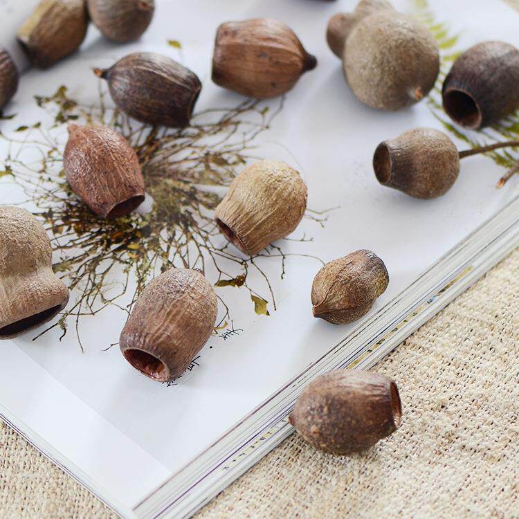 【咕嘟果】进口植物干花果实森系干花环门环相框材料圣诞树装饰品