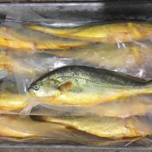 官井一号黄花鱼黄鱼鲞新鲜鱼籽鱼籽精美礼盒送礼用过节送黄鱼