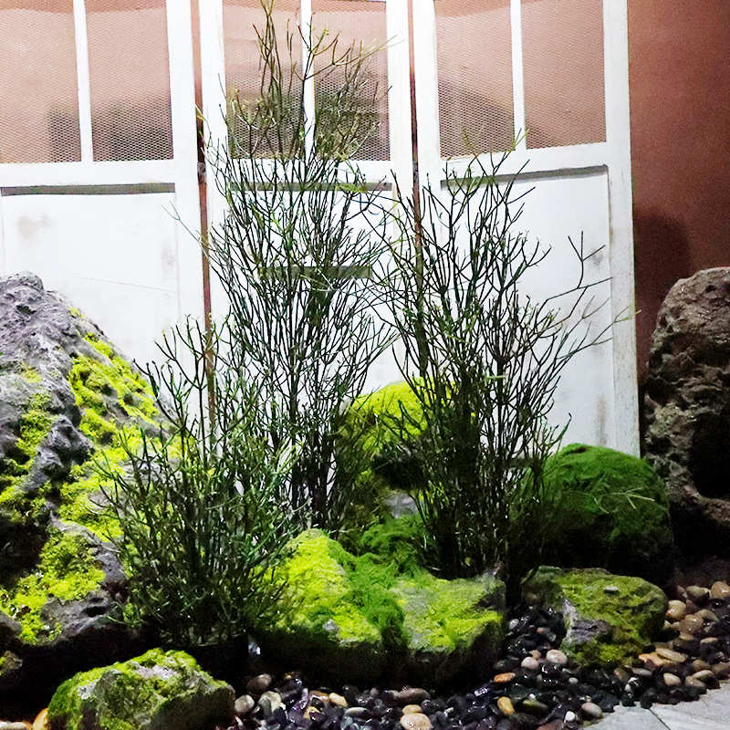 仿真光棍树火焰木大戟科多肉庭院造景植物盆栽热带沙生植物珊瑚树