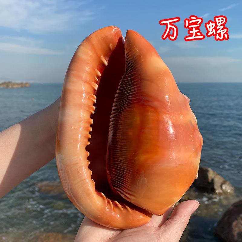 天然超大海螺贝壳四大名螺之一万宝螺鱼缸造景水族装饰品摆件礼品