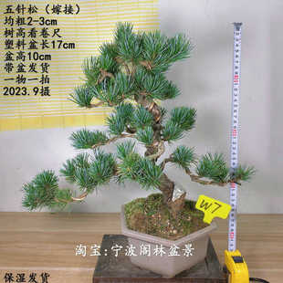 常青五针短针阳台拍精作绿造型庭院办公松小品盆景植新款 四季 老实