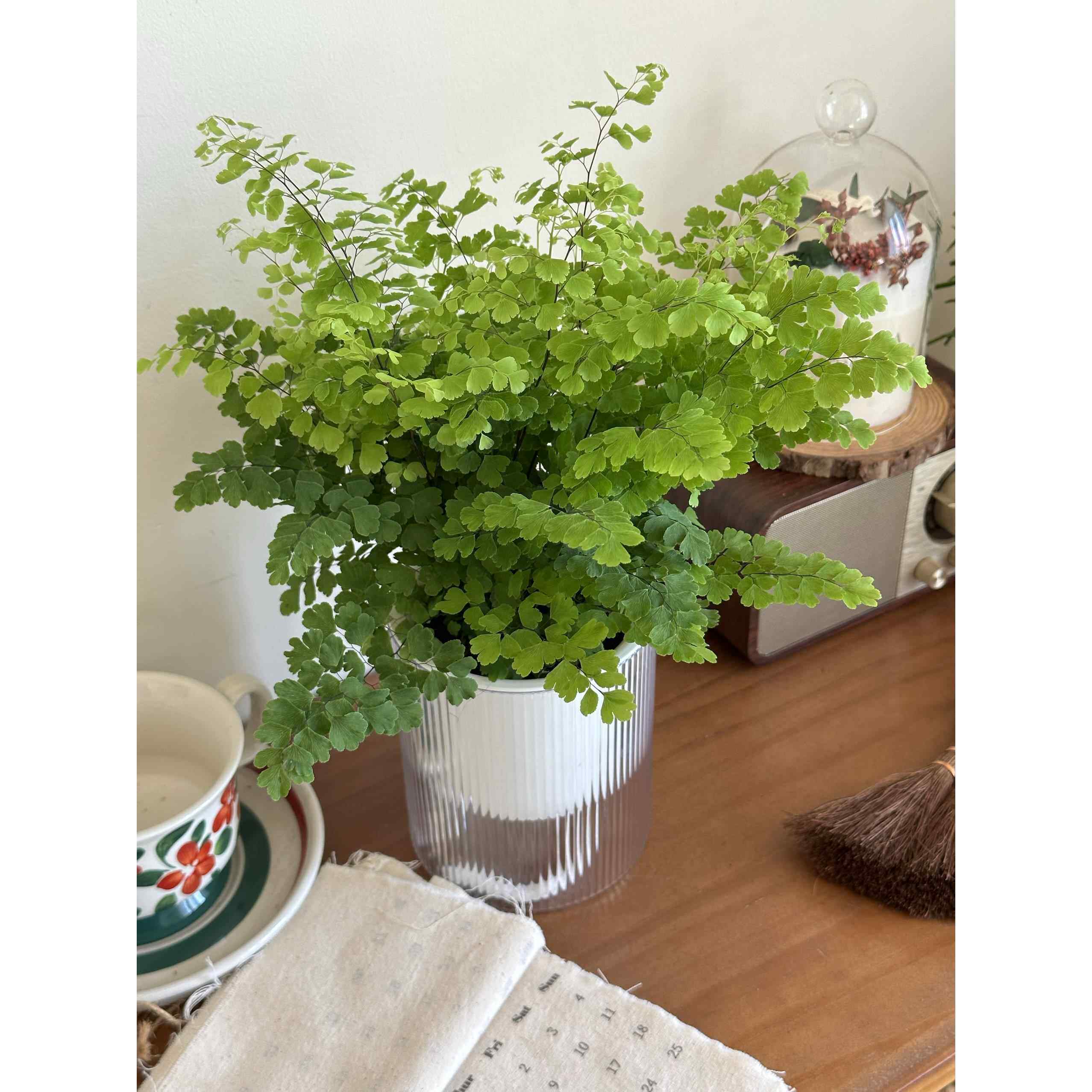 精品铁线蕨盆栽室内耐阴铁丝草办公桌阳台常绿观叶绿植防辐射易活