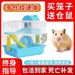 小仓鼠活物送笼子巨型金丝熊类家养宠物小型好养儿童礼物奶茶活体