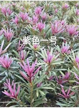 紫色一号紫芽罗汉松，嫁接杯苗高25-30公分，公树中叶品种