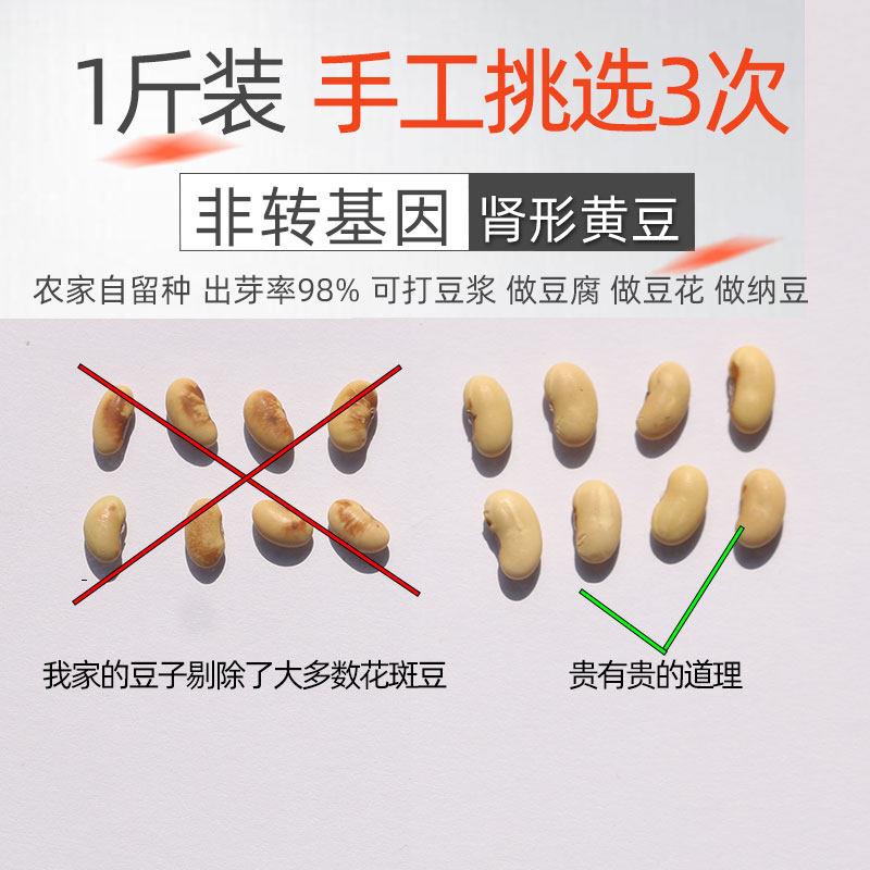 椭圆肾形黄豆2025年农家自产非转基因 原生腰形发豆芽打豆浆500g