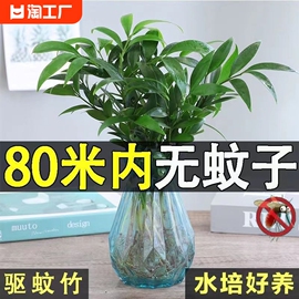 水培驱蚊竹柏水养植物盆栽，绿植室内花卉，客厅办公桌好养四季常青