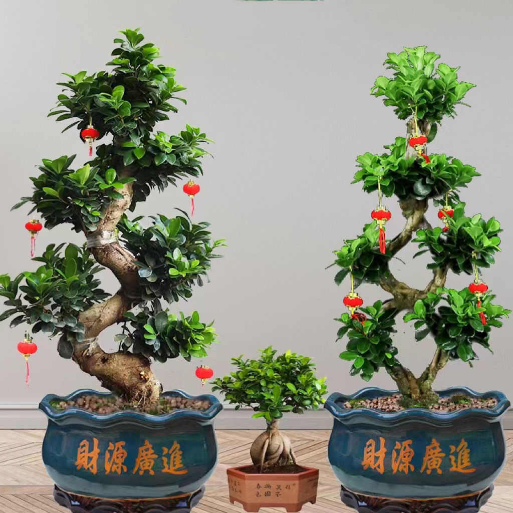 榕树人参榕小叶榕四季常青耐寒造型树桩盆景苗室内禅意盆栽绿植