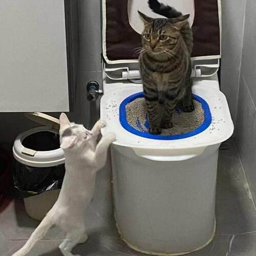 新款猫厕所训练器猫厕蹲坑训练器可拆卸循环使用智能马桶节省猫砂