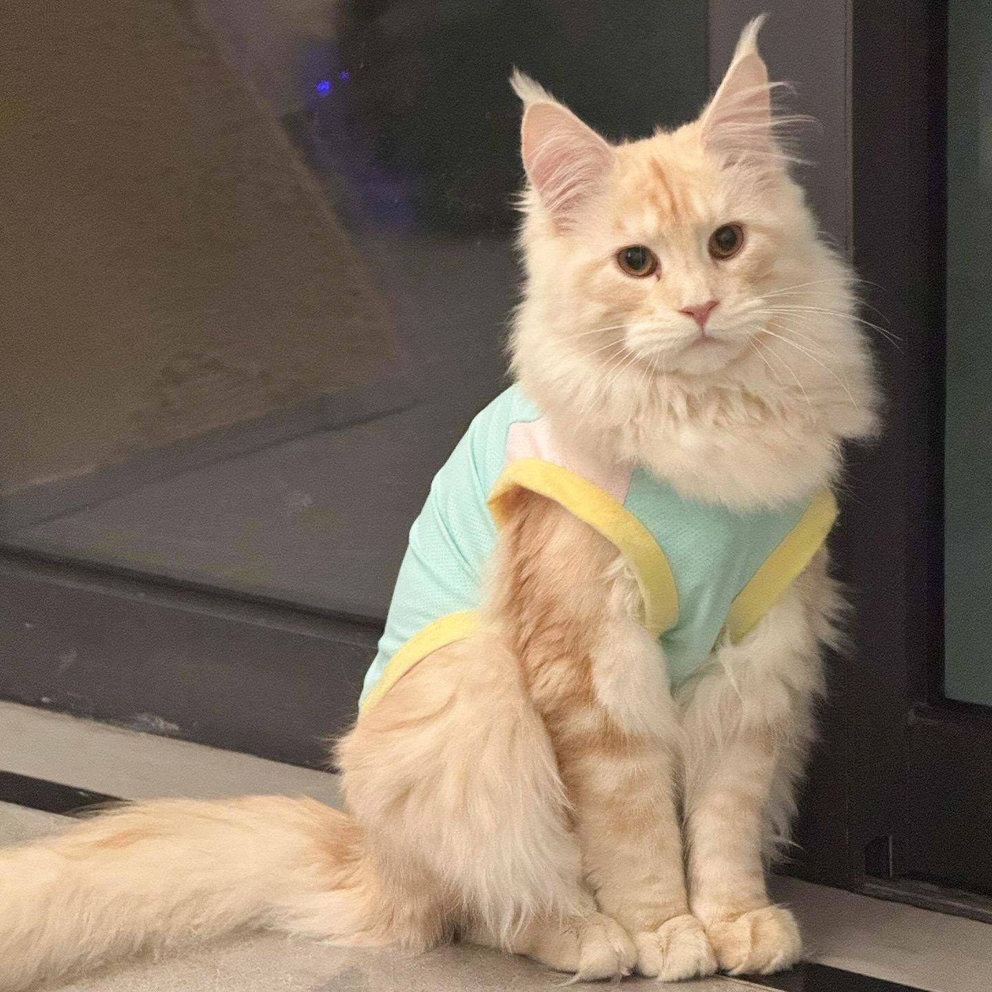 缅因猫衣服猫咪小型犬春夏季薄款透气网眼冰丝背心小猫幼犬防掉毛