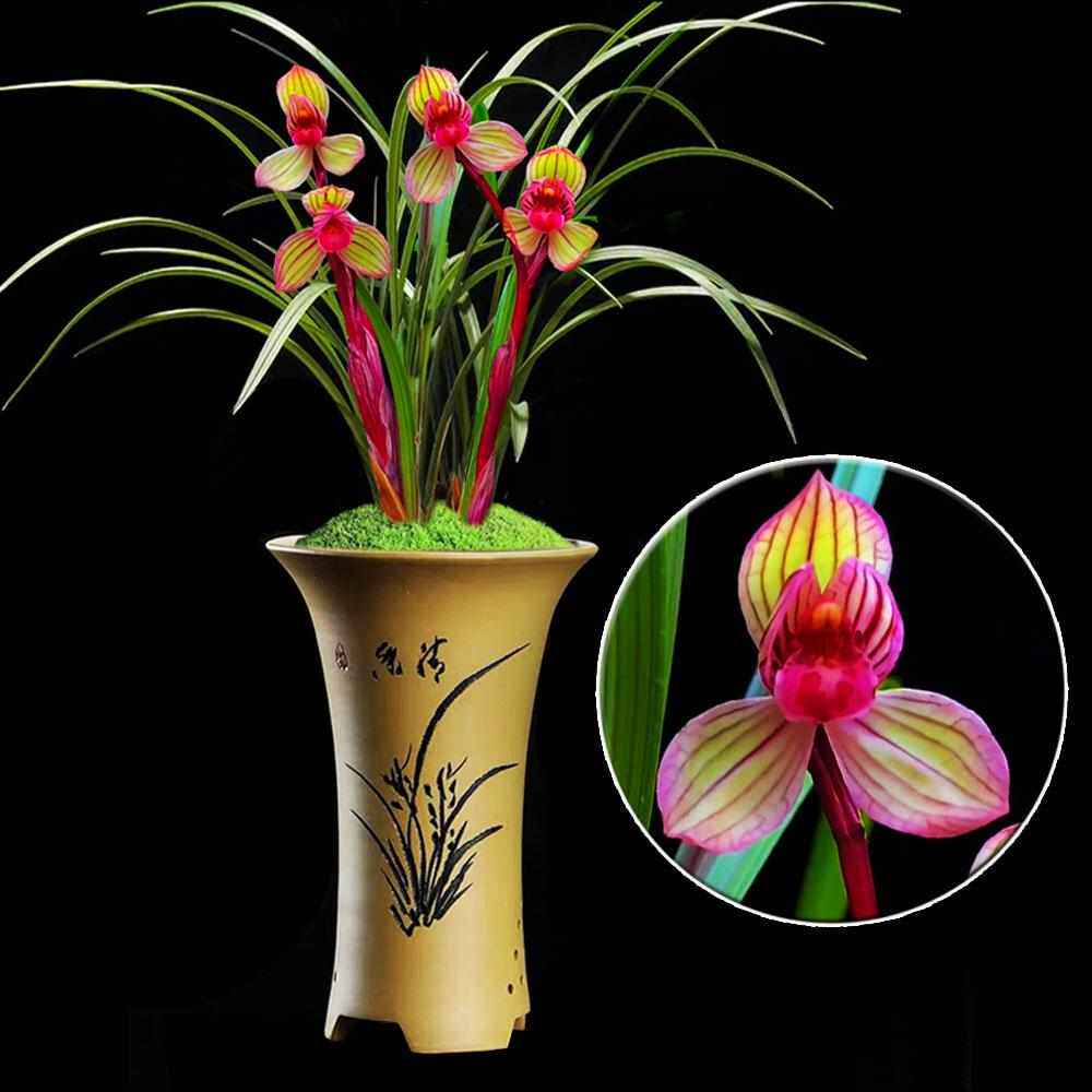 春兰铭品【带花苞】浓香兰花醉红妆精品高档兰花盆栽室内绿植花卉