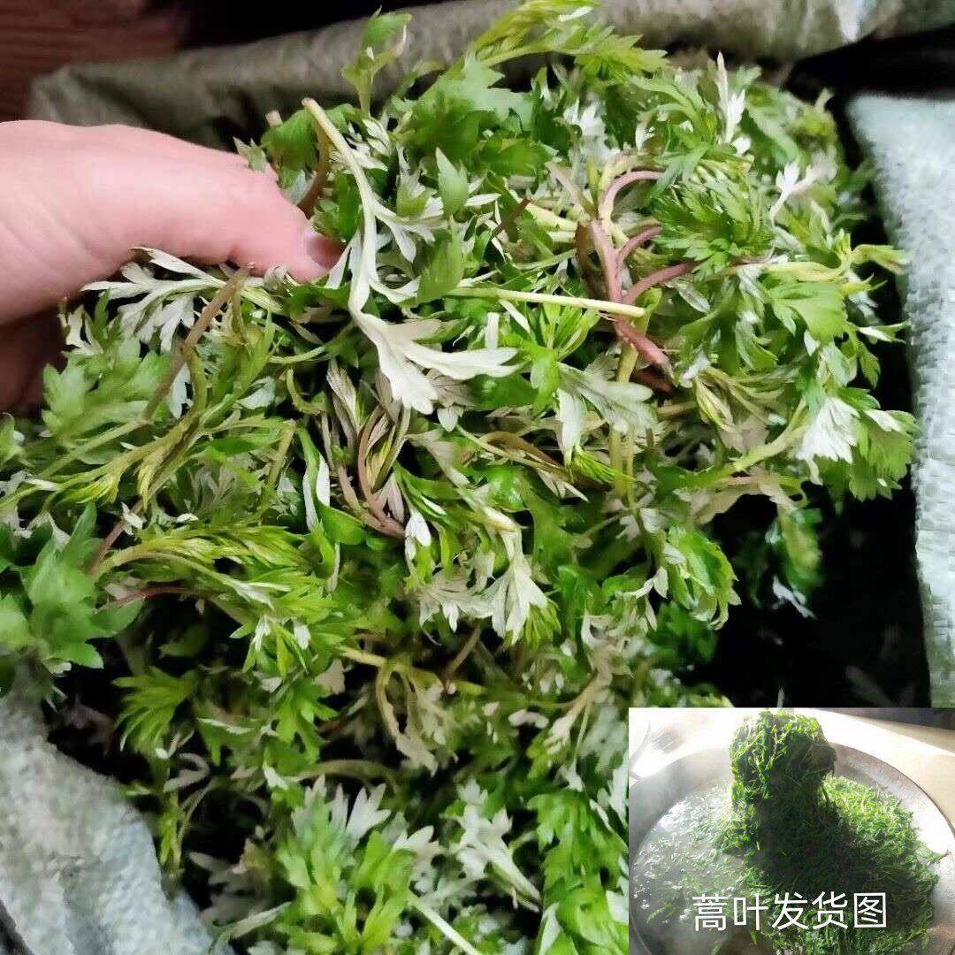 湖南特产 益阳野生蒿叶 新鲜蒿草 清香 清明野菜 开水烫发货蒿子