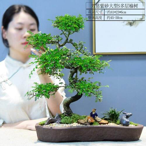 造型小叶栽榆花树盆景老桩悬崖盆20190523植物客室内办公厅四季常