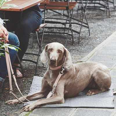 大狗狗牵引绳狗绳子狗链子中型大型犬金毛项圈拉布拉多防爆冲遛狗