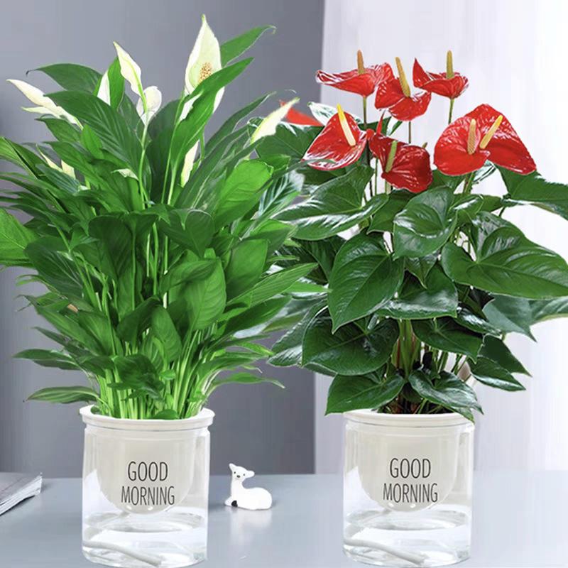 假花仿真盆栽红掌发财树装饰植物室内外客厅花塑料落地小盆景