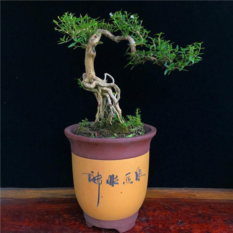 悬崖六月雪盆栽老桩树提根造桩型梅四常青季开 花SYR盆景福建茶雀