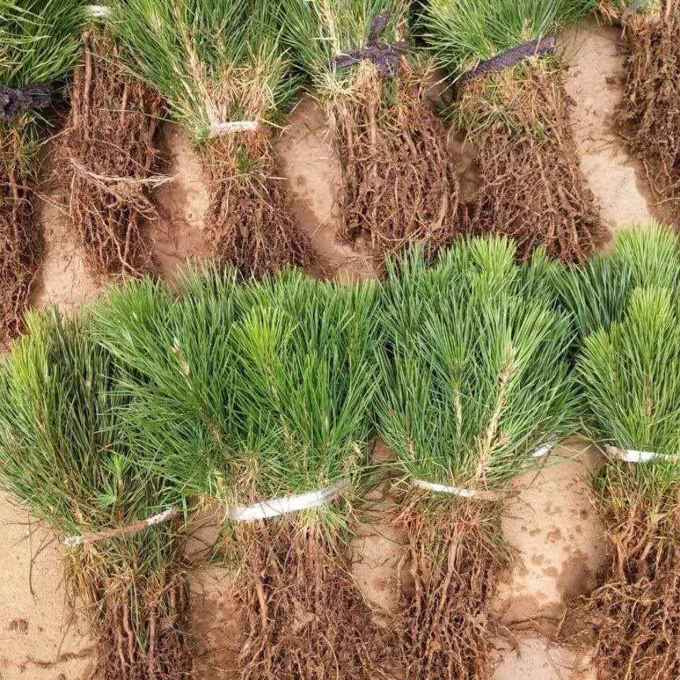 黑松树苗白芽黑松小苗四季常青荒山绿化黑松盆景素材植物苗圃直销