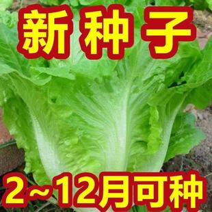 新种子 正宗甜脆意大利生菜种子生吃生菜籽农家蔬菜种子大全