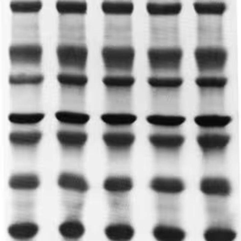 ISEQ00010默克密理博小蛋白专用PVDF转印膜0.2umMERCK Millipore - 实物图