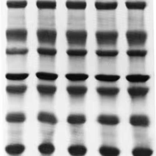 ISEQ00010默克密理博小蛋白专用PVDF转印膜0.2umMERCK Millipore