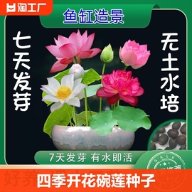 四季开花碗莲种子水培，植物花卉室内庭院，鱼缸水养藕苗荷花睡莲盆栽