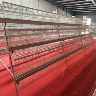 阶梯式蛋鸡笼三层四门白槽清粪带喂料机养鸡设备养殖用鸡用机械
