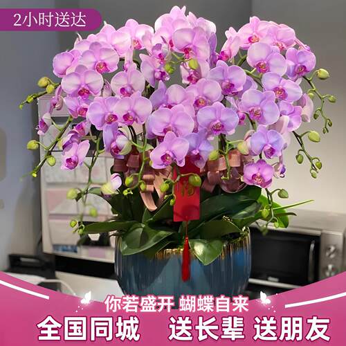 全国蝴蝶兰盆栽鲜花快递同城上海北京开业乔迁带花成都杭州广州店