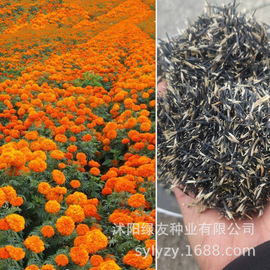 基地景观花海种子600多个品种：万寿菊 观花类工程用草花种子