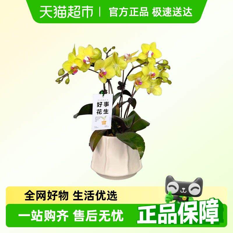 蝴蝶兰花苗带花剑带花苞盆栽兰花大苗客厅室内植物花卉