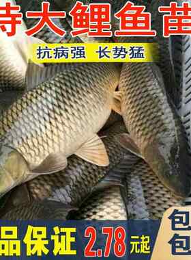 大鲤鱼草鱼花白鲢螺蛳青建裸鲤黄骨鱼稻花鲤鱼金草鱼红尾鲤鱼鱼苗