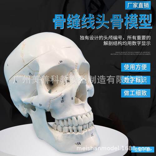 成人一比一人体头骨模型 数字标识 骨缝线 头颅骨解剖骷髅头标本