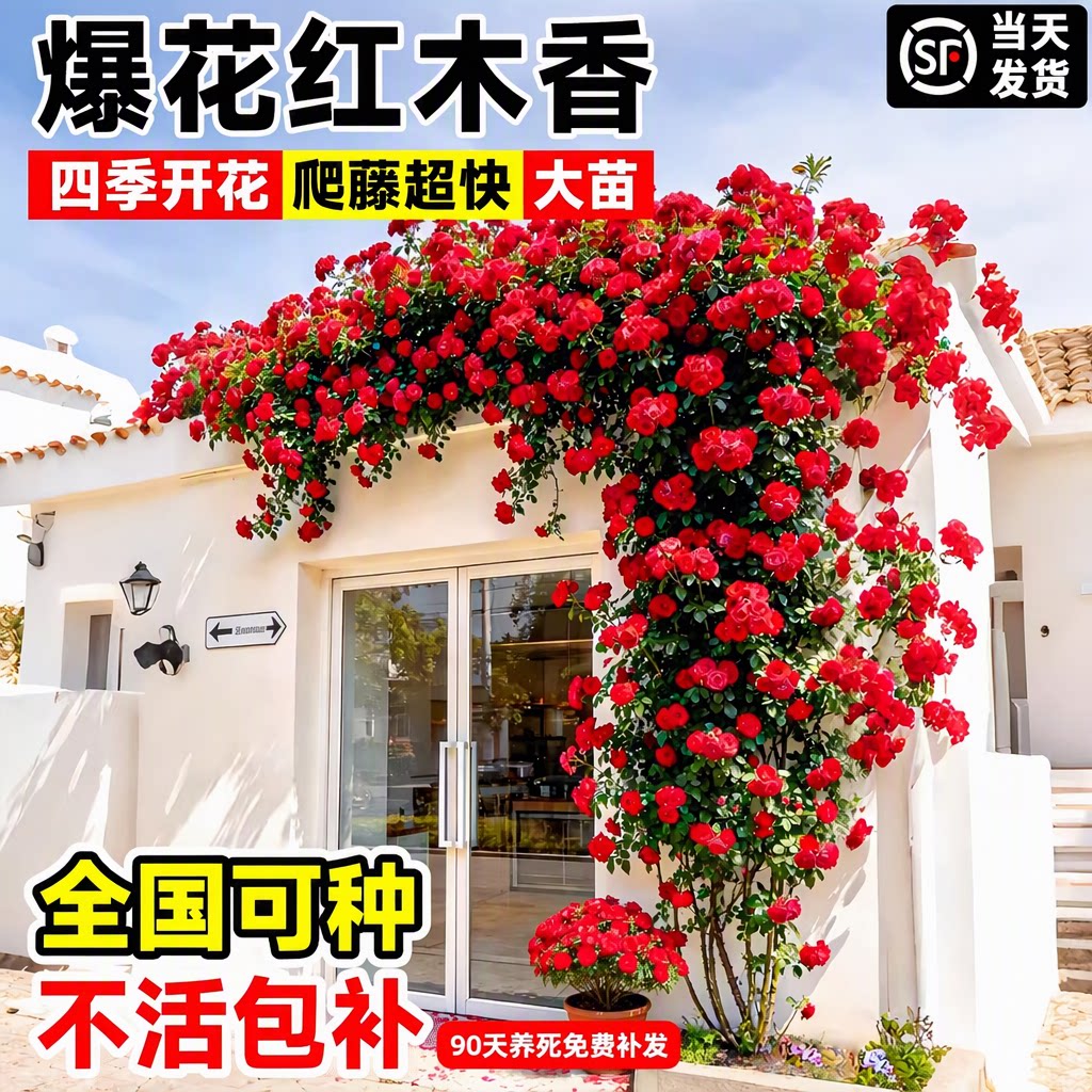 伟博红木香四季开花大苗无刺甜蜜黄白木香爬藤蔷薇庭院阳台盆栽