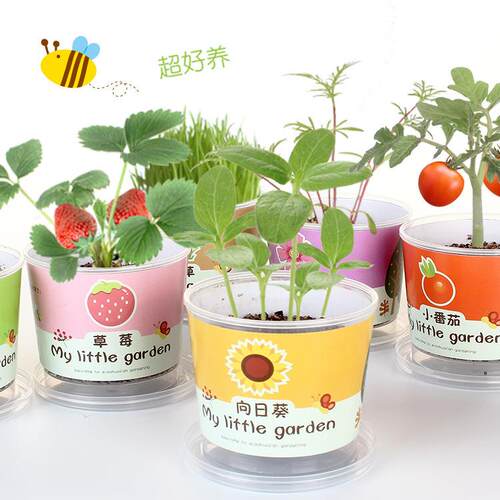 Children's Planting Kit: Small Potted Sunflowers, Strawberri