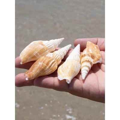 自然海螺壳金斧蜗牛创意微景观摄影道具鱼缸水族馆景观美化儿童科