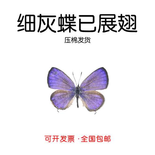 真蝴蝶标本已展翅细灰蝶标本diy手工制作A1/A-灰蝶科蝴蝶压棉发货