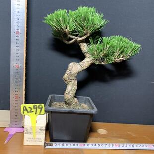 老盆小老桩黑松盆景暴皮针叶短四季常青一图一拍造型迎客松