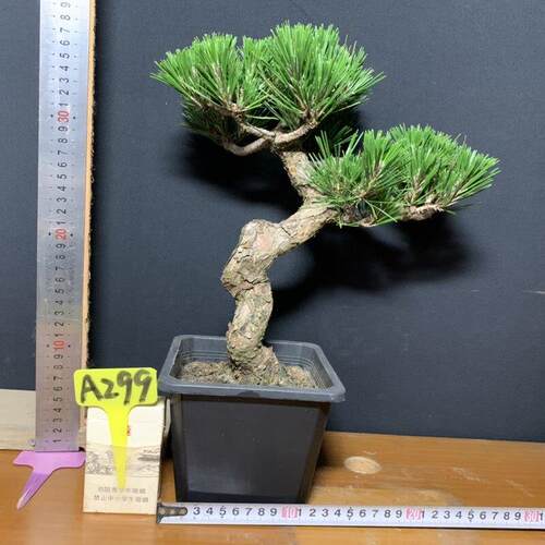 老盆小老桩黑松盆景暴皮针叶短四季常青一图一拍造型迎客松